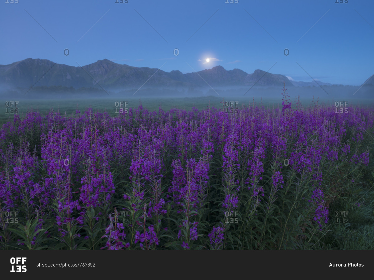 Beautiful natural scenery with field of purple flowers in foggy weather at twilight, ?Gimsoy, ?Lofoten, Norway
