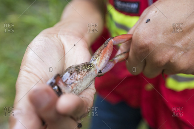 Close-up of hands of biologist inspecting health of northern red-legged frog (Rana aurora), Maple Ridge, British Columbia, Canada
