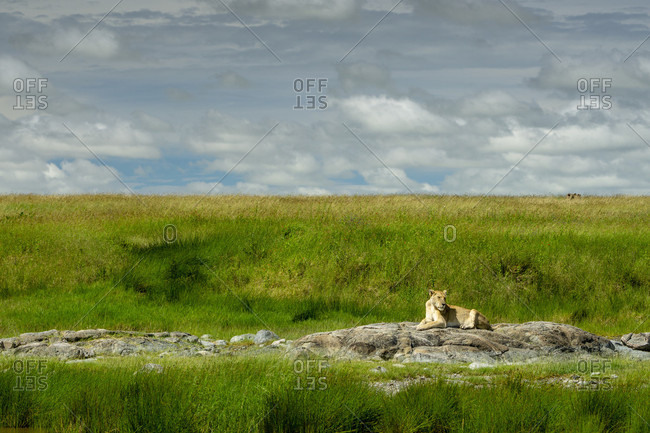 Distant view of single lioness (Panthera leo) lying on rock, Serengeti National Park, Ngorongoro District, Tanzania