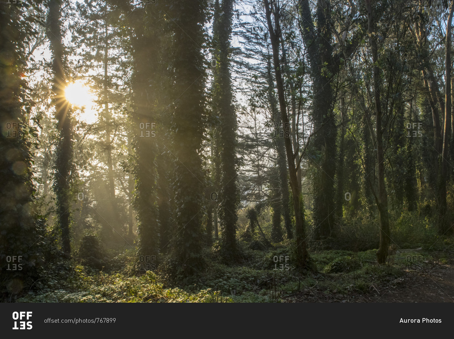 Scenic view of forest at sunrise with sun shining between trees, San Francisco, California, USA