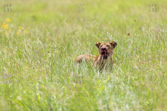 Single lioness (Panthera leo) sitting in grass with bloody mouth after hunting, Serengeti National Park, Mara Region, Tanzania