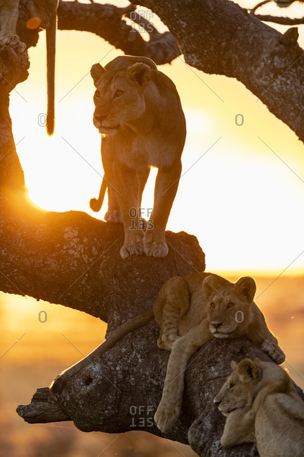 Nature photograph with view of group of lions (Panthera leo) on tree at sunset, Serengeti National Park, Tanzania