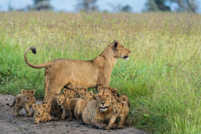 Two lionesses with lots of cubs (Panthera leo), Serengeti National Park, Gorongoro District, Tanzania