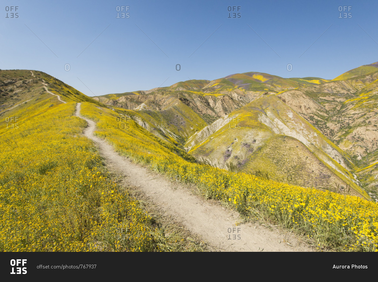 Scenic landscape with footpath on hill among yellow wildflowers,?Carrizo?Plain National Monument, California, USA