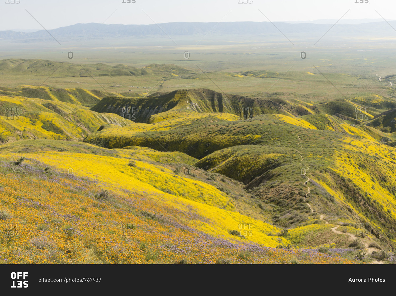 Scenic landscape with yellow wildflowers growing on hills,?Carrizo?Plain National Monument, California, USA