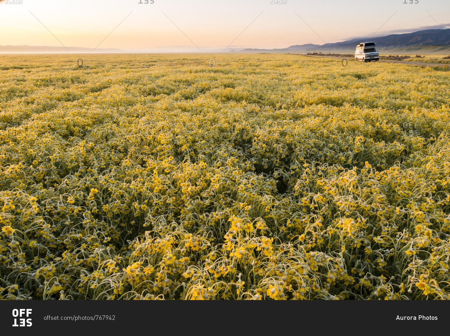 Scenic landscape with field of yellow wildflowers,?Carrizo?Plain National Monument, California, USA