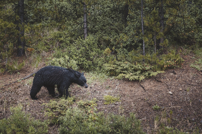 Nature photograph with side view of single American black bear (Ursus americanus), Icefields Parkway, Alberta, Canada