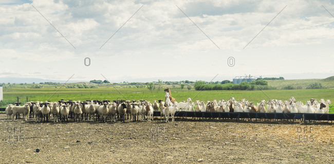 Rural scene with herd of sheep, goats and llama, Ralston, Wyoming, USA