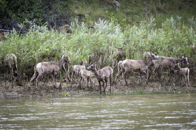 herd of bighorn sheep (Ovis canadensis) on bank of Green River in Desolation Canyon, Utah, USA
