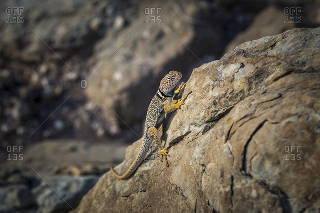 Single collared lizard on rock, Green River, Utah, USA