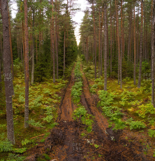 Aerial view of dirty road going through forest in Forby on Vormsi island, Estonia