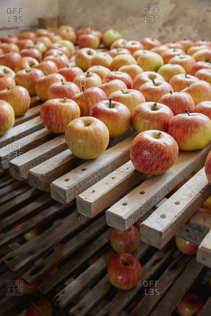 Fresh, ripe harvested apples drying on racks