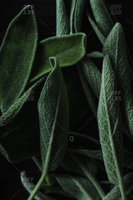 Fresh culinary sage leaves close up view
