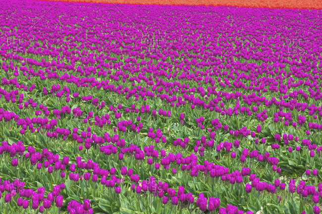 USA- Washington State- Skagit Valley- tulip field