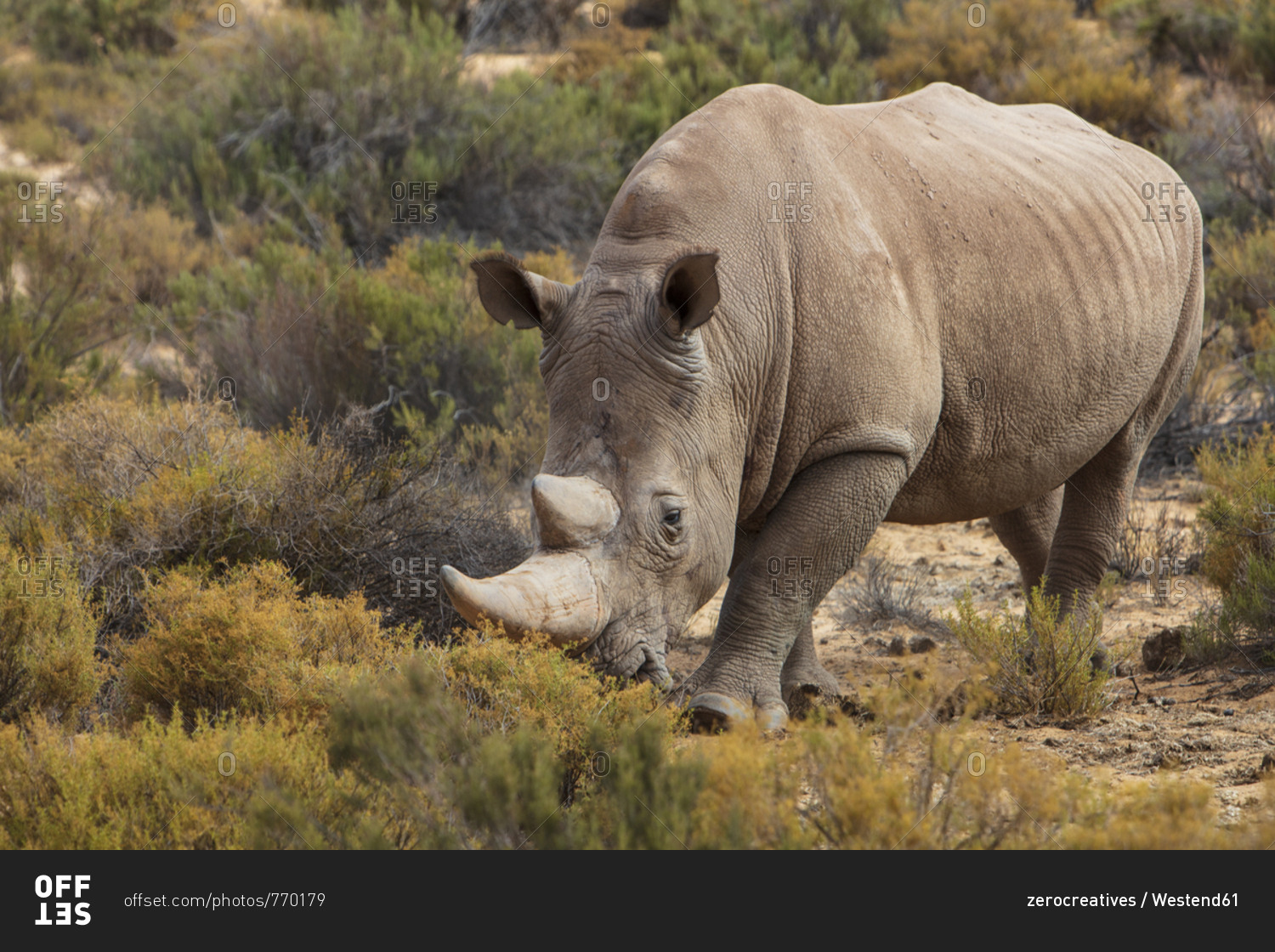South Africa- Touws River- Cape Town- Aquila Private Game Reserve- Rhino- Rhinoceros