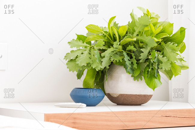 Green leafy plant on a bedside table