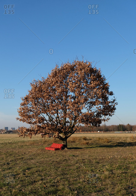 Red sofa under a tree in a large field