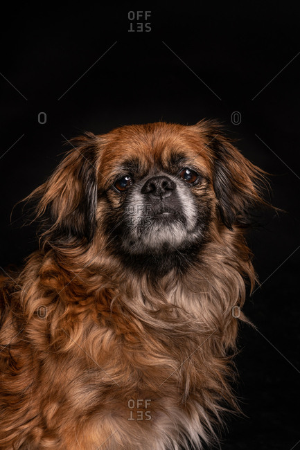 angry animals stock photos - OFFSET