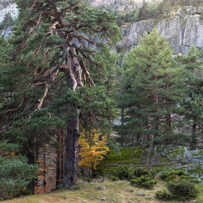 Trees in conifer forest - Offset