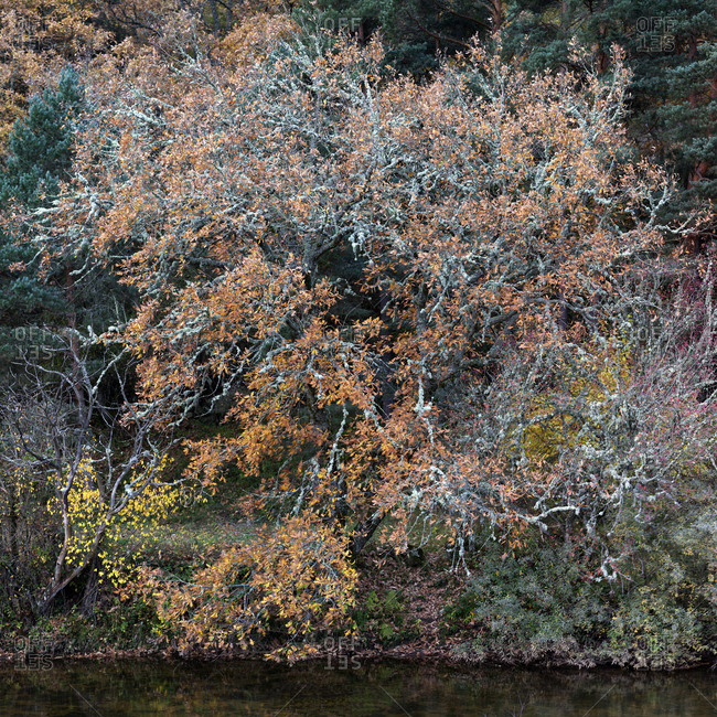 Shrub with orange foliage growing near water in Soria, Spain