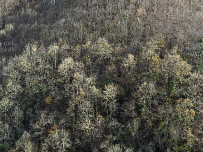 From above view of rare leafless trees on slope of mountain in autumn sunlight
