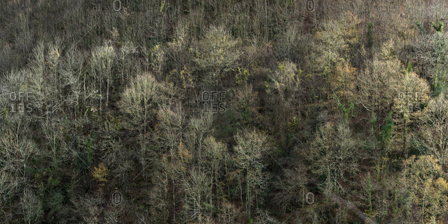 From above view of rare leafless trees on slope of mountain in autumn sunlight