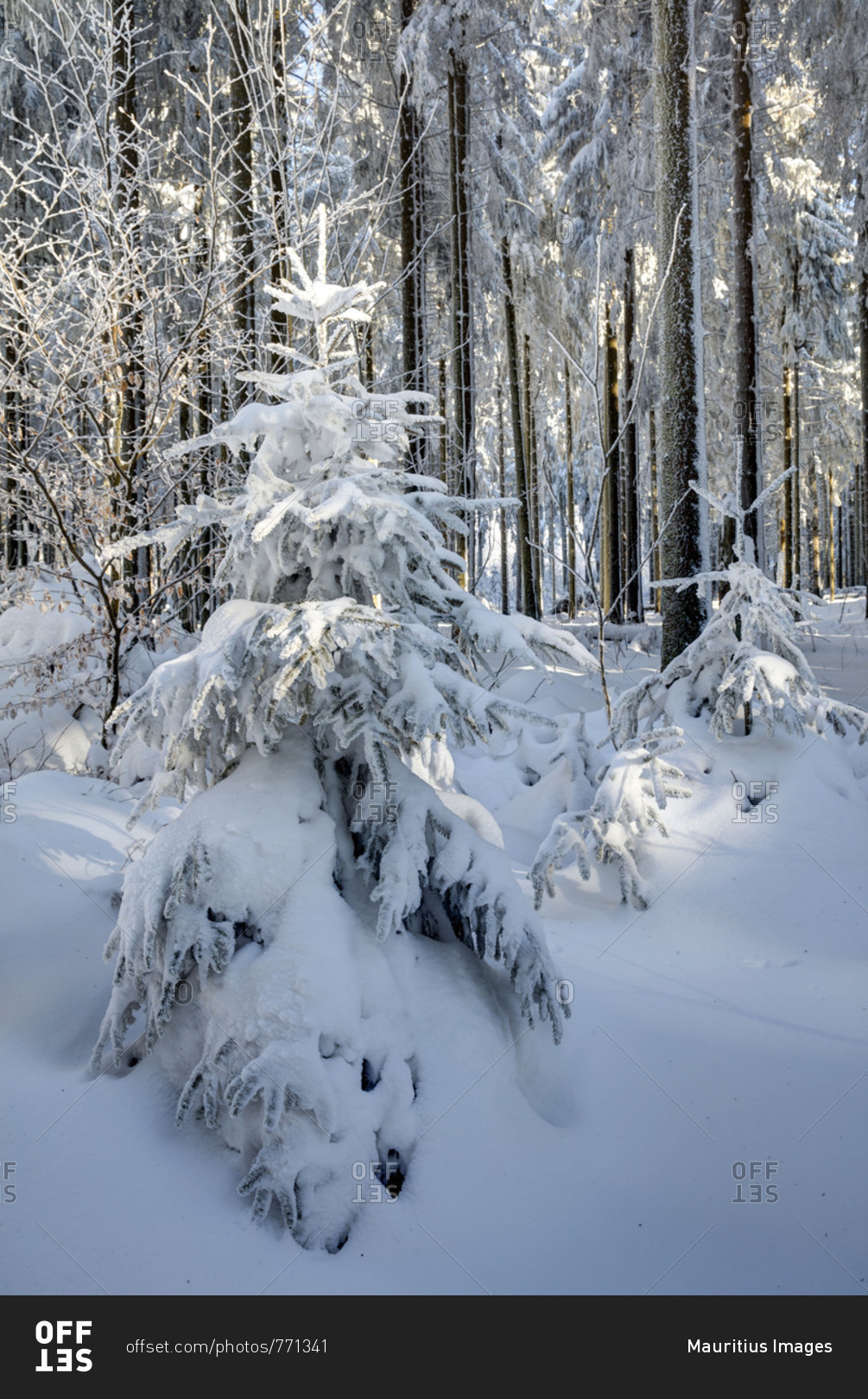 Snow, winter landscape, Red Moor, Rhon, Hesse, Germany, Europe