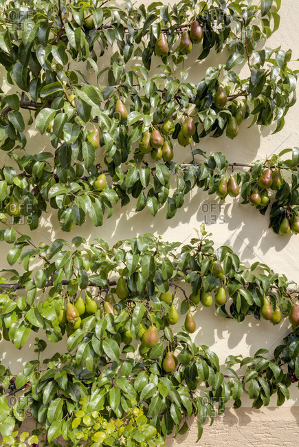 Trellis fruit, pear, house facade, urban architecture, Murnau, summer, Bavaria, Upper Bavaria, Germany