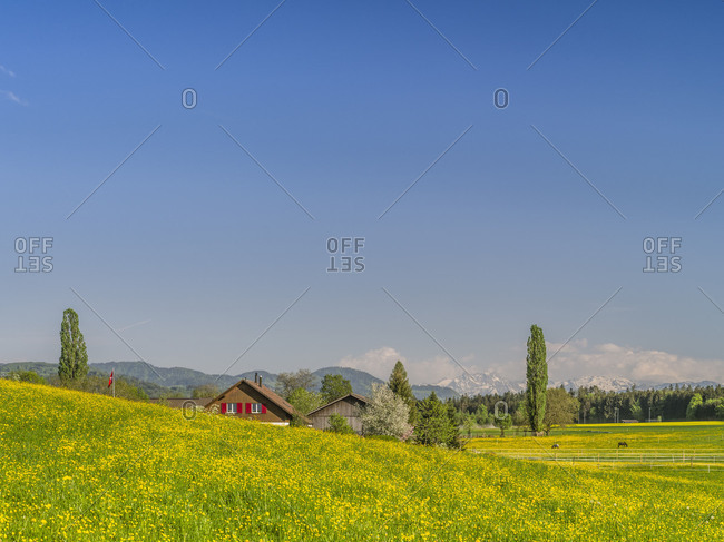 Spring landscape in the Zurich Oberland / Zurich highlands with Alps in the background
