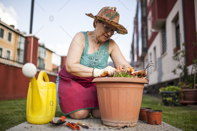 Mature woman gardener, transfers a plant to a large flowerpot in her home garden