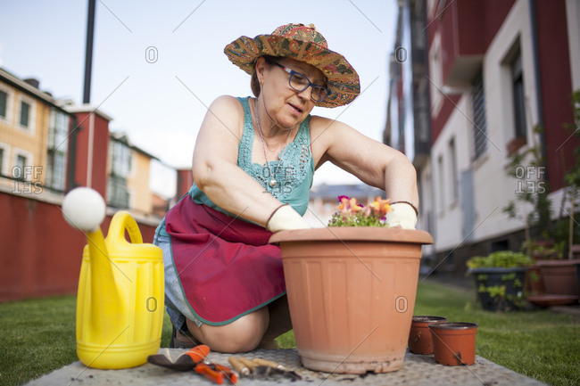 Mature woman gardener, transfers a plant to a large flowerpot in her home garden