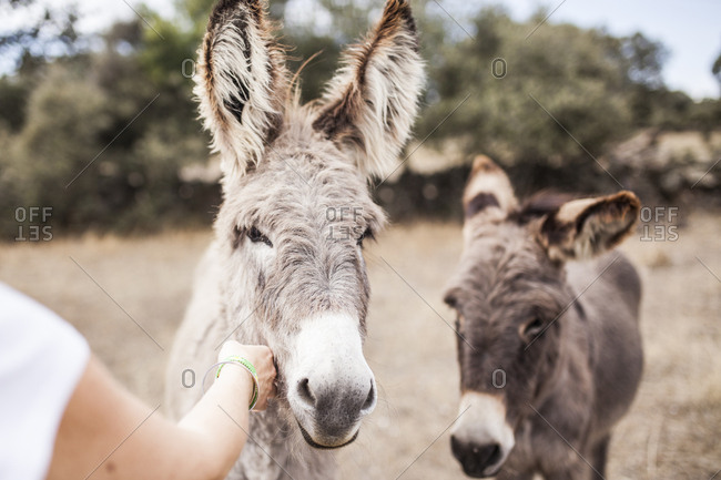 woman's hand caressing donkeys in a place in Spain