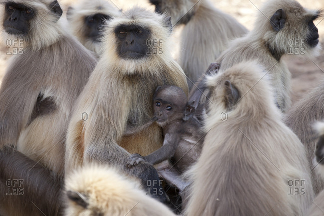 Northern plains gray langurs
