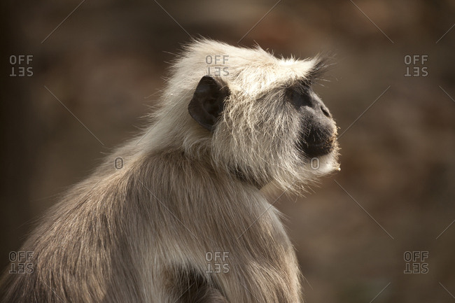 Northern plains gray langur