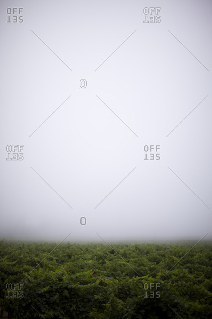 Fog over vineyards - Offset Collection