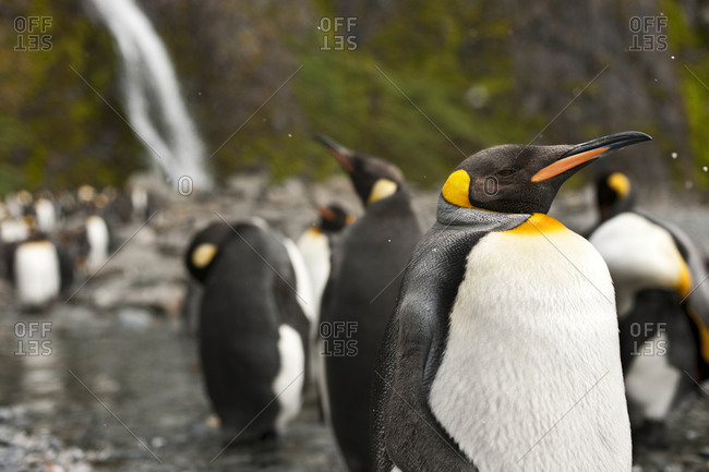 Emperor Penguin (Aptenodytes forsteri) puffs up with pride while looking at the camera.