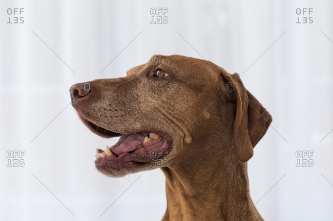 Dog in front of white curtains.