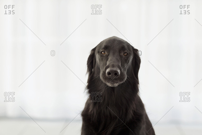Portrait of a dog in front of white curtains.