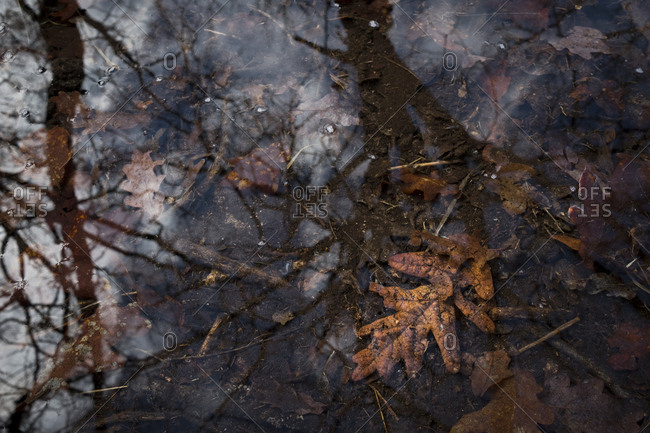 Forest floor reflections - Offset Collection