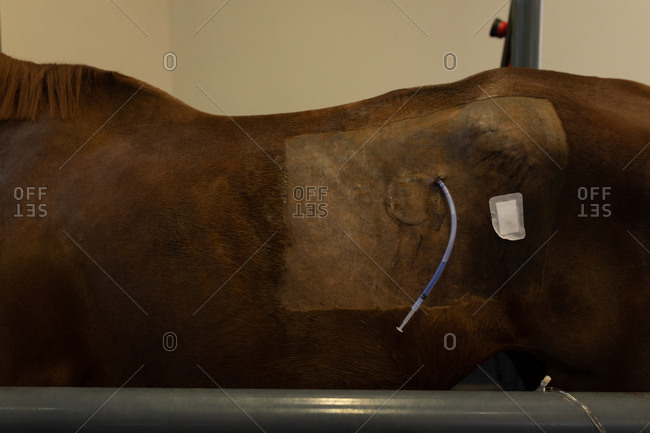 Close-up of horse receiving an intravenous therapy in hospital