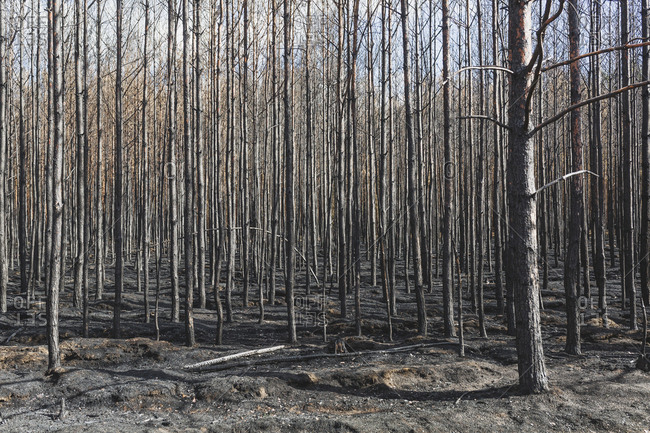 Germany- Brandenburg- Treuenbrietzen- Forest after forest fire