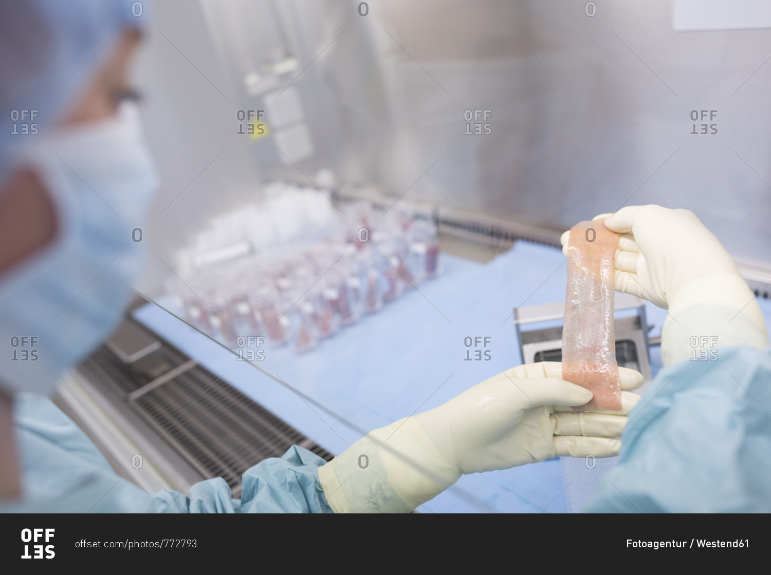 Scientist processing skin graft in laboratory