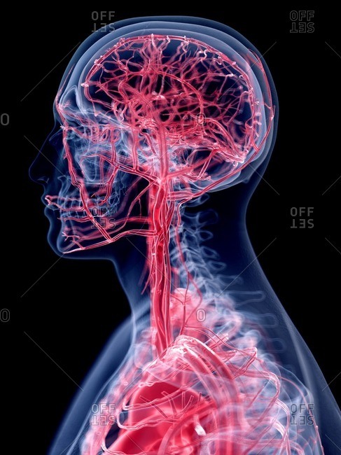 3d rendered illustration of the vascular system of the head.