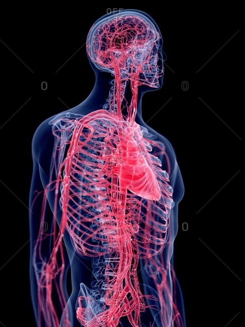 3d rendered illustration of the human vascular system.