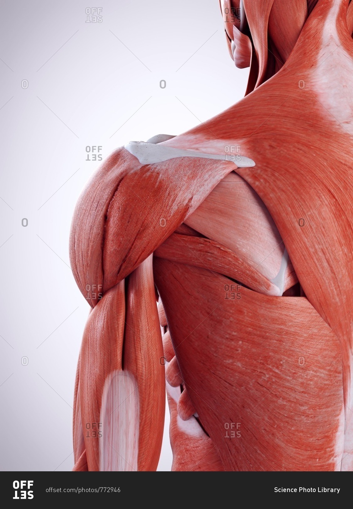 3d scapula anatomy