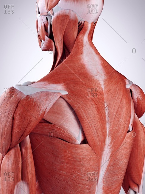 Upper Back Anatomy Muscles - Muscles Move And Support The Spine / The