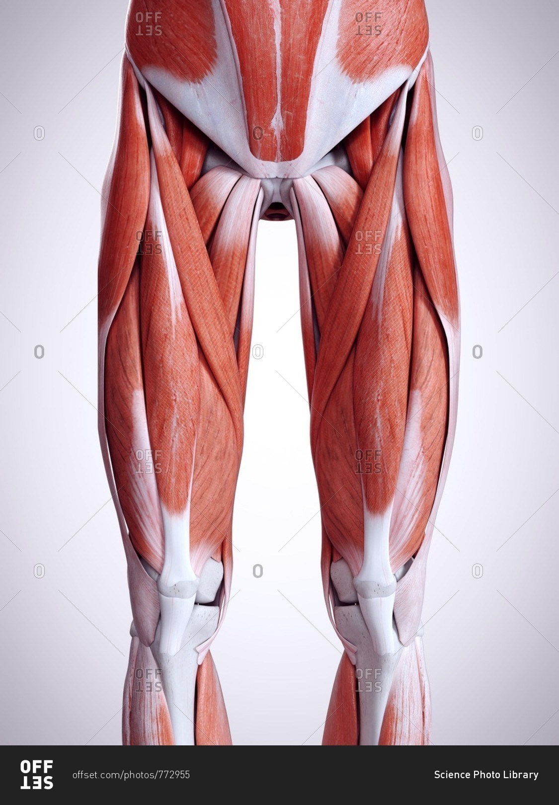 6,307 Muscular Thighs Images, Stock Photos, 3D objects, & Vectors