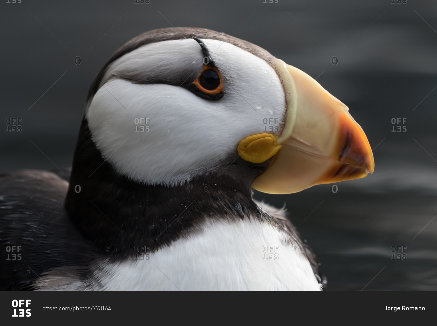 Profile view of an atlantic puffin