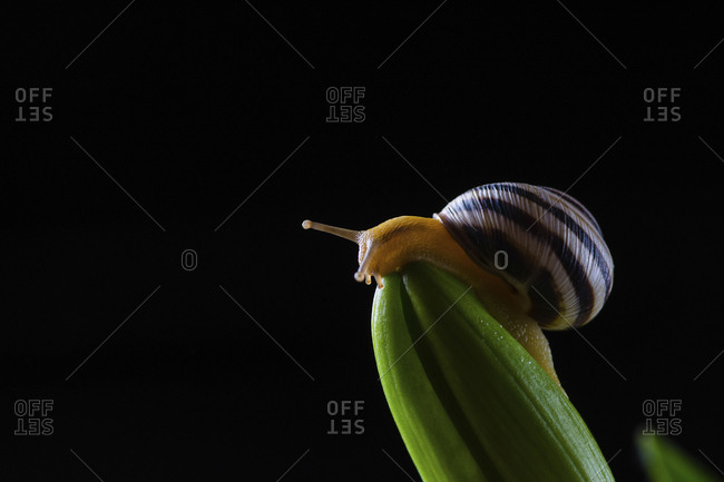 Close-up of snail on plant against black background