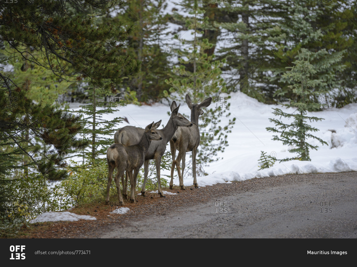 young animal, Jasper National Park,  cute, deer, wild animal, funny, animals